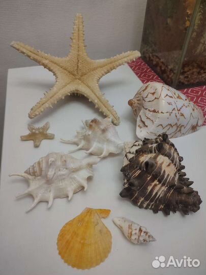 Ракушки и морская звезда