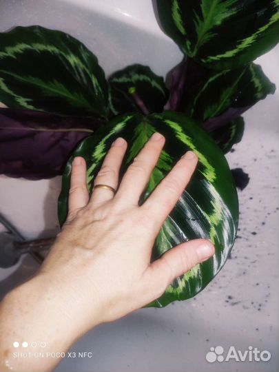 Калатея медальон премиум