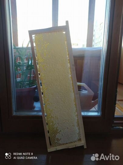 Мед в сотах. Рамка меда в сотах. Мед Сотовый