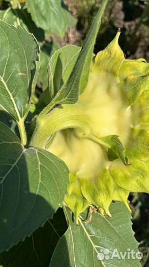 Ищем партнеров на совместное выращивание