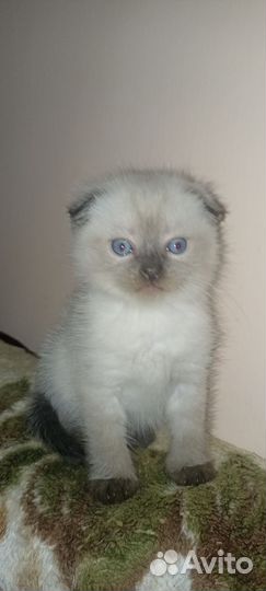 Вислоухая кошечка Шотл