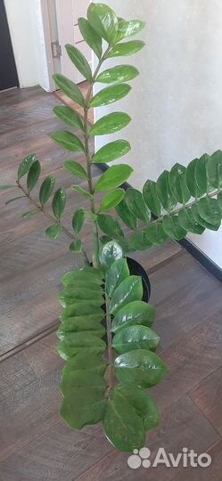 Замиокулькас / Долларовое дерево