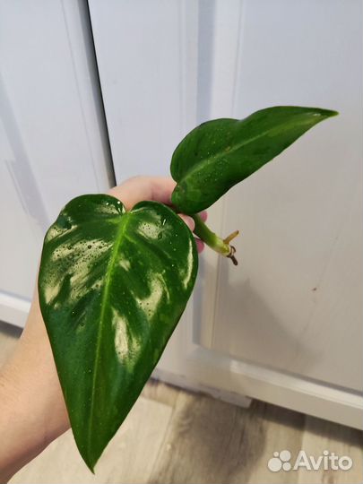 Ароидные филодендрон