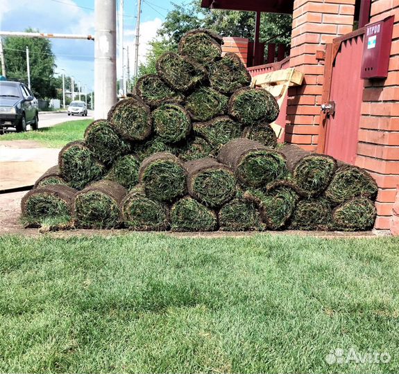 Газонная трава в рулонах от производителя