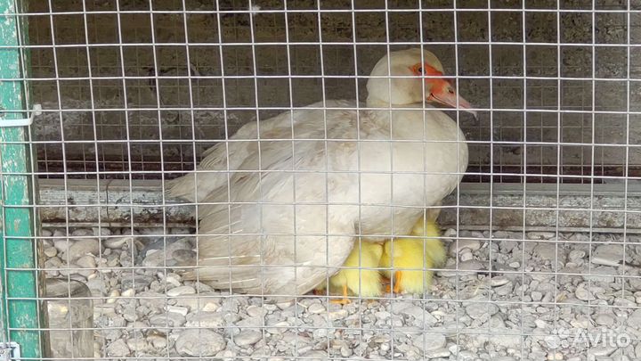 Утята индоутки