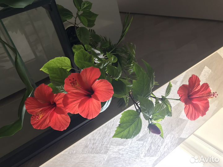 Клеродендрум томпсона