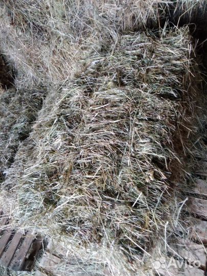 Сено в брикетах