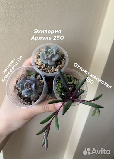 Часть 1. каллизия, суккуленты, комнатные