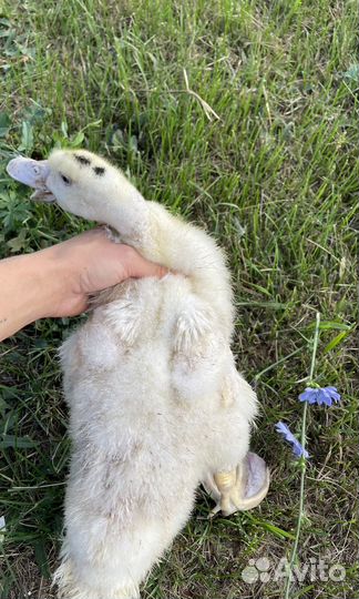 Утки муларды