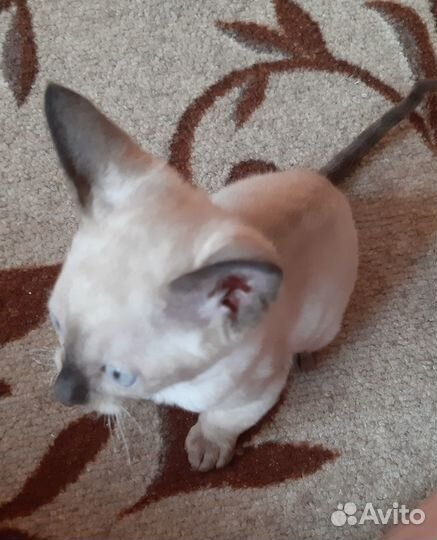 Котята корниш-рекс