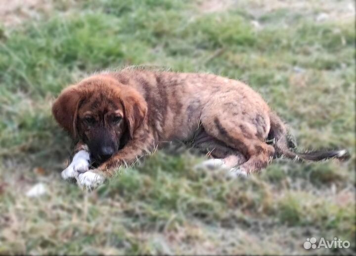 Щенок мальчик