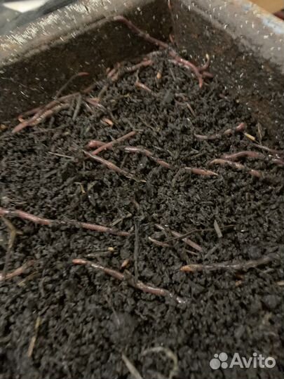 Биогумус, дождевые черви
