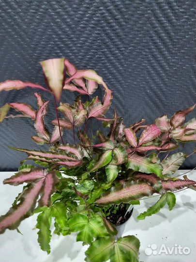 Папоротник птерис, дриаптерис