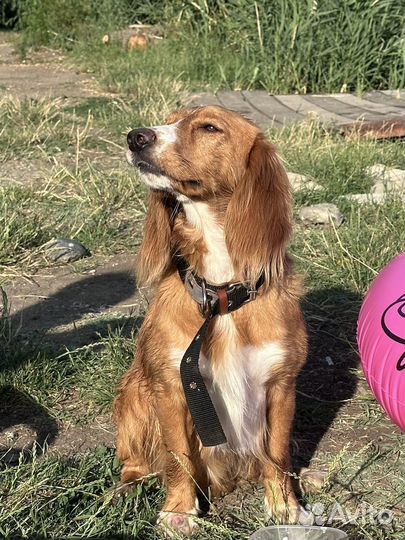 Русский спаниель