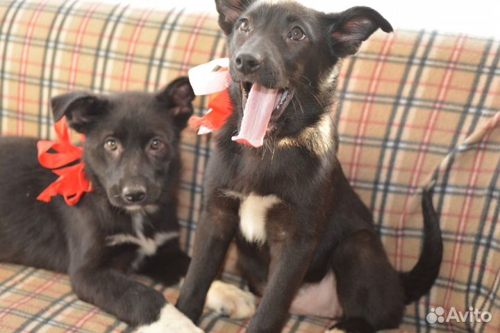 Симпатичные щенки в дар