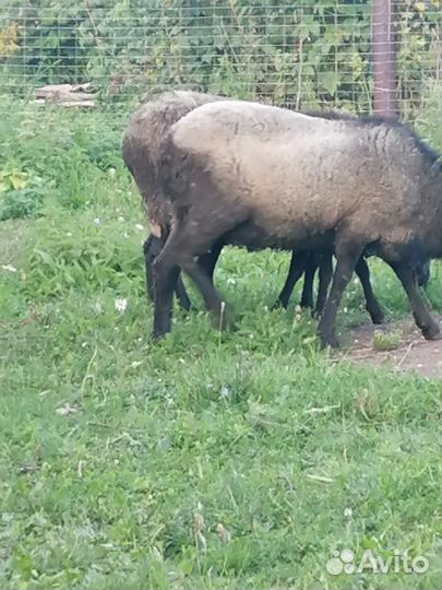 Овцы бараны