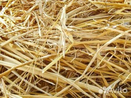 Солома пшеничная самовывоз