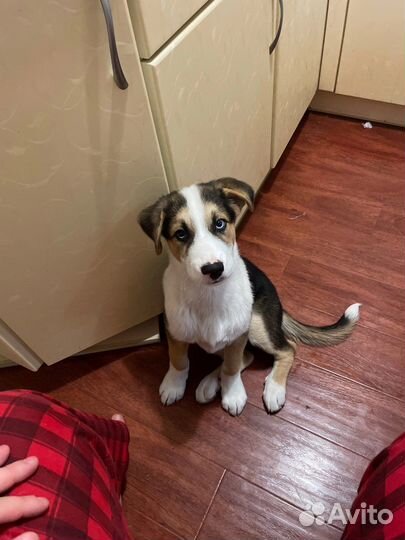 Щенок в добрые руки бесплатно мальчик