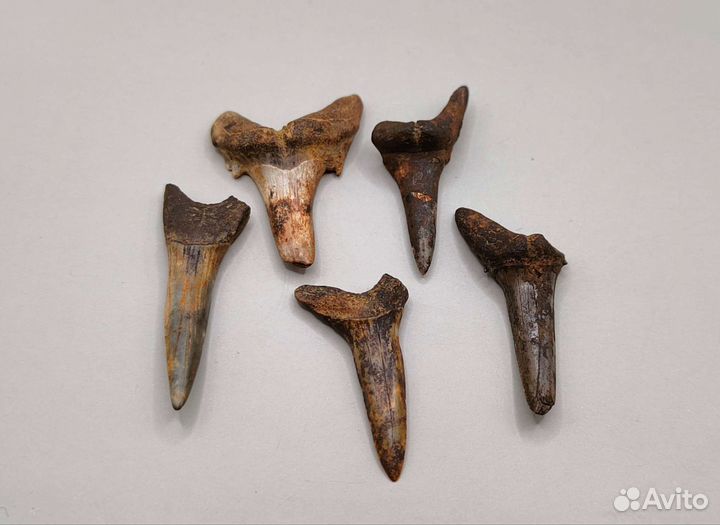 Зубы древних акул (5 шт), Россия / Окаменелости