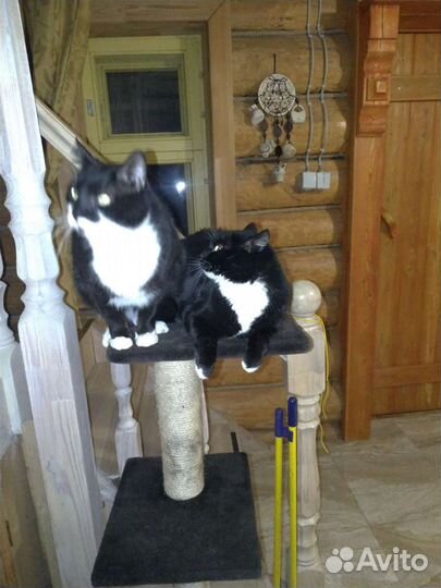 Передержка животных