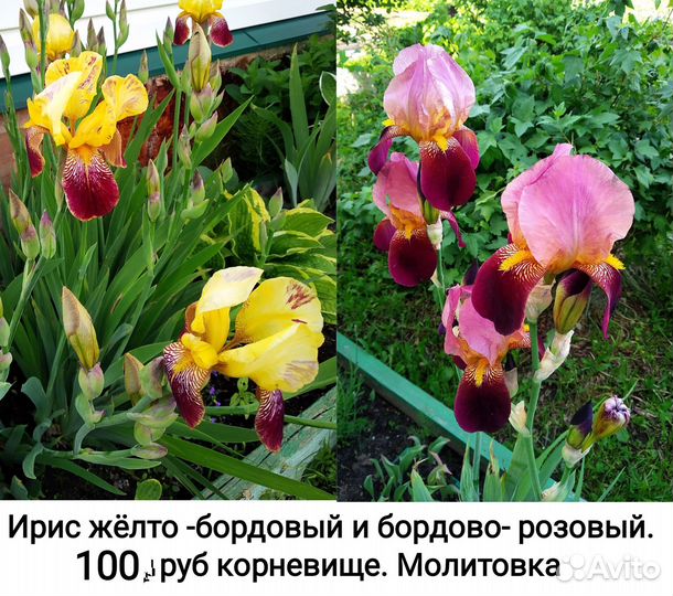 Ирис жёлтый и бордовый большие корневища