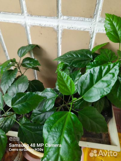 Гибискус китайская роза