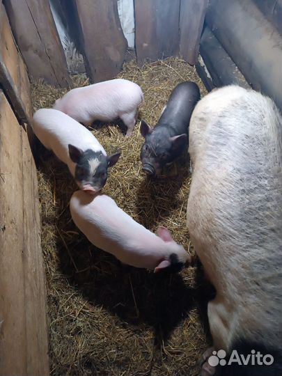 Вьетнамские поросята