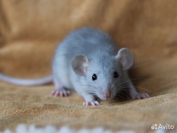 Декоративная крыса крысята разных окрасов