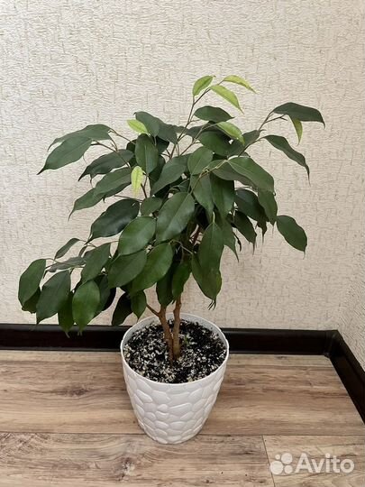 Комнатные растения