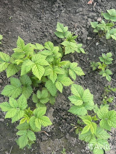 Саженцы ремонтантной малины