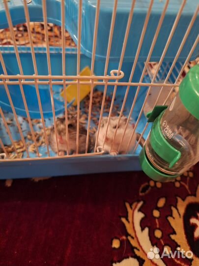 Джунгарики