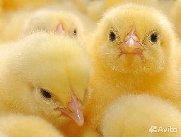 Цыплята бройлеры