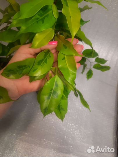 Фикус Бенджамина Голден Моник (Golden Monique)