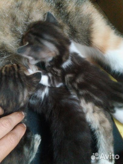 Котята в добрые руки