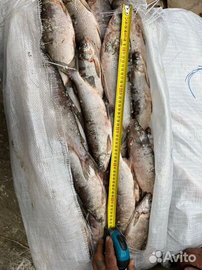 Сырок Пелядь. С Ямала 3тонны в наличии