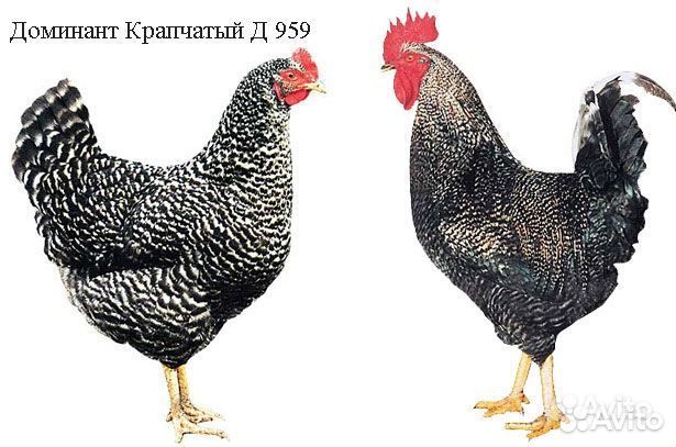 Домашняя птица