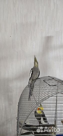 Птенцы,попугая корелла