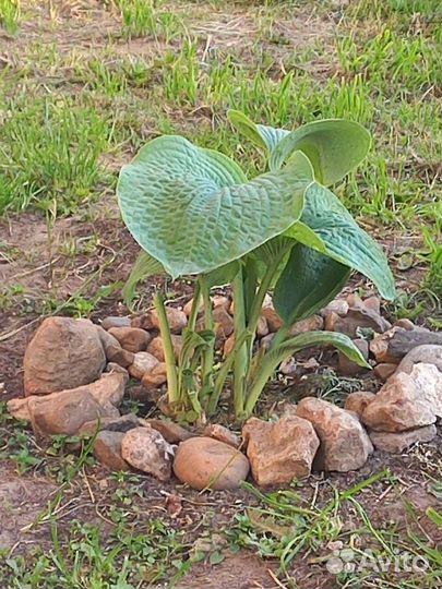 Хоста белая растение