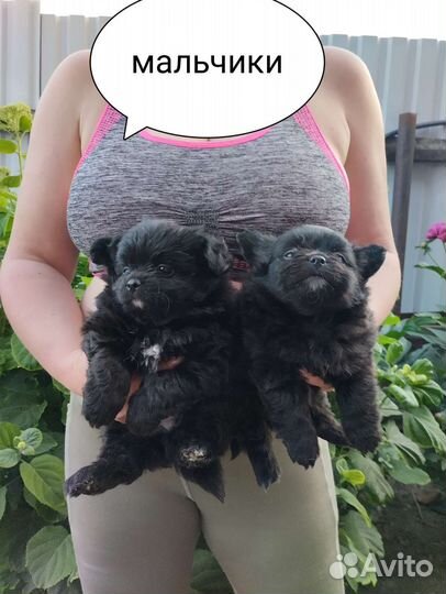 Чихуахуа. Привиты. Доставка