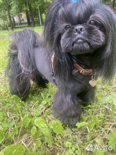 Вязка Ши-тцу