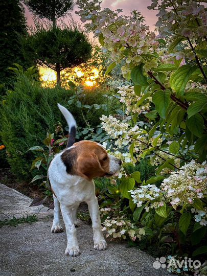 Бигль Продаеться