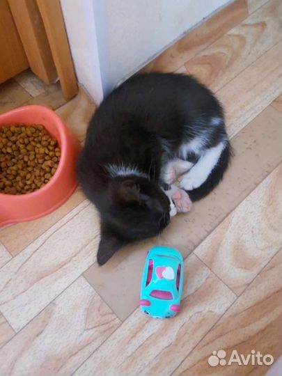 Котёнок в семью