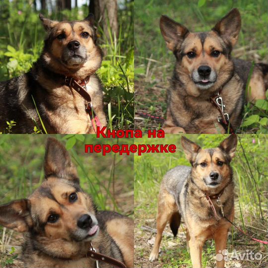 Передержка животных