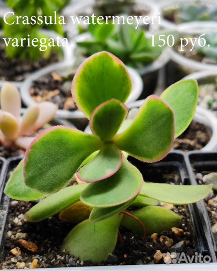 Крассулы разных видов