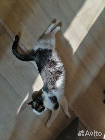 Кот Николас