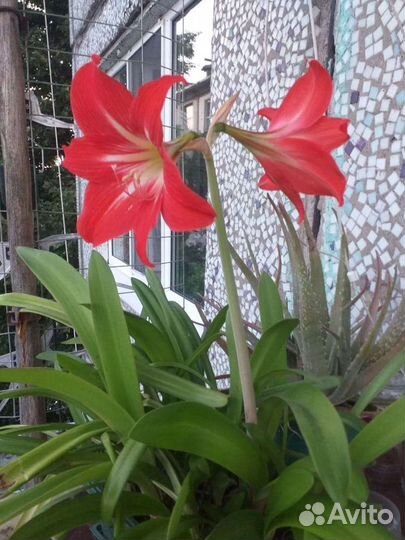 Гиппиаструм