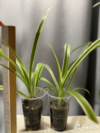 Хлорофитум