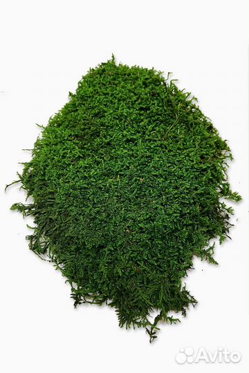 Плоский мох премиум