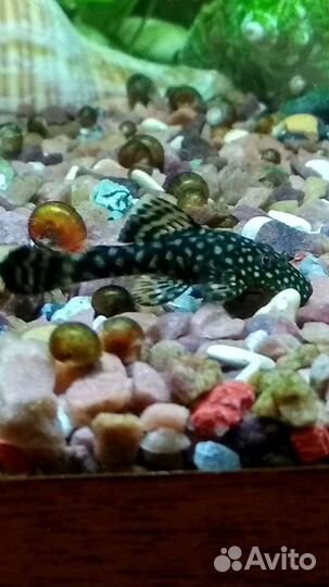 Сомики анциструсы подростки 20 шт. Бесплатно