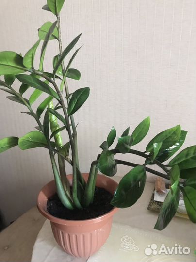 Замиокулькас